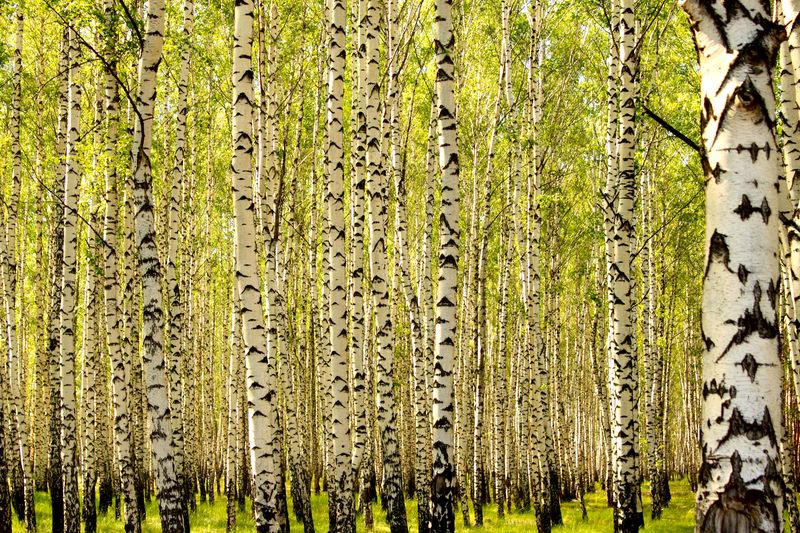 Fotolia_23399060_Subscription_XXL